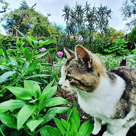 Casa Do Fundo - Sustainable & Ecotourism Landsted