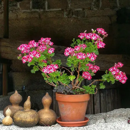 Casa Do Fundo - Sustainable & Ecotourism Seia