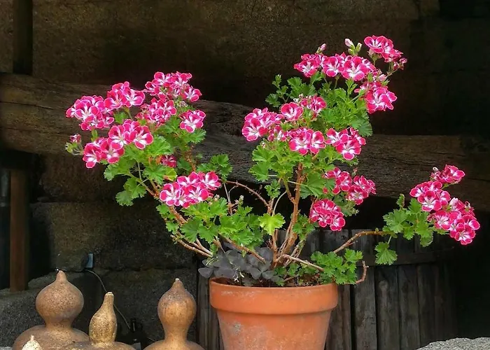 Casa Do Fundo - Sustainable & Ecotourism Seia